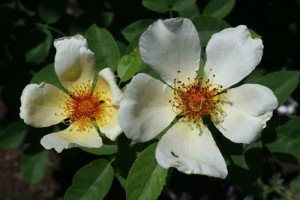 GOLDEN WINGS (floribunda)